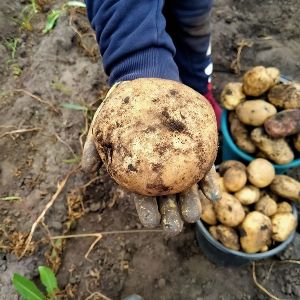 8 апреля начался прием документов на грантовые конкурсы на развитие семейных ферм и сельскохозяйственных кооперативов