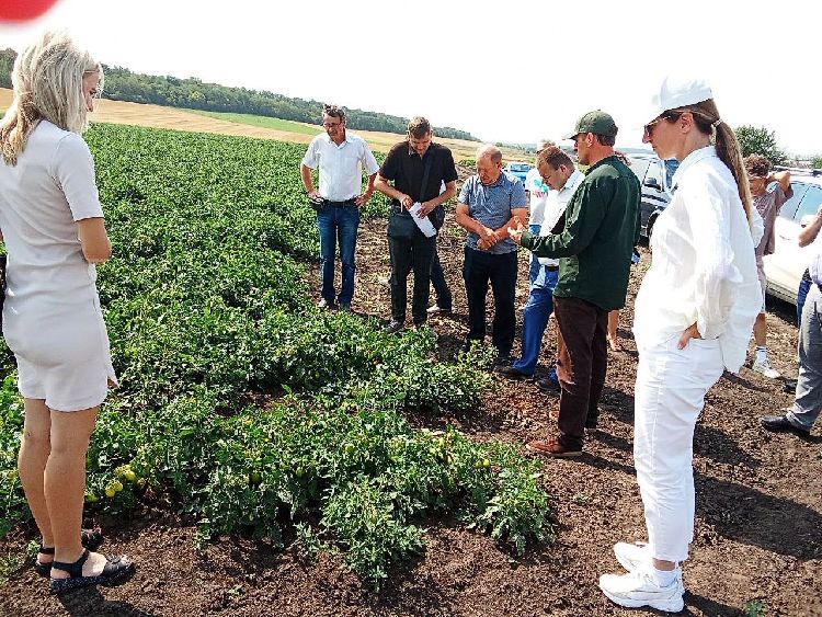 Демонстрационная площадка по овощеводству: обмен опытом и практические решения